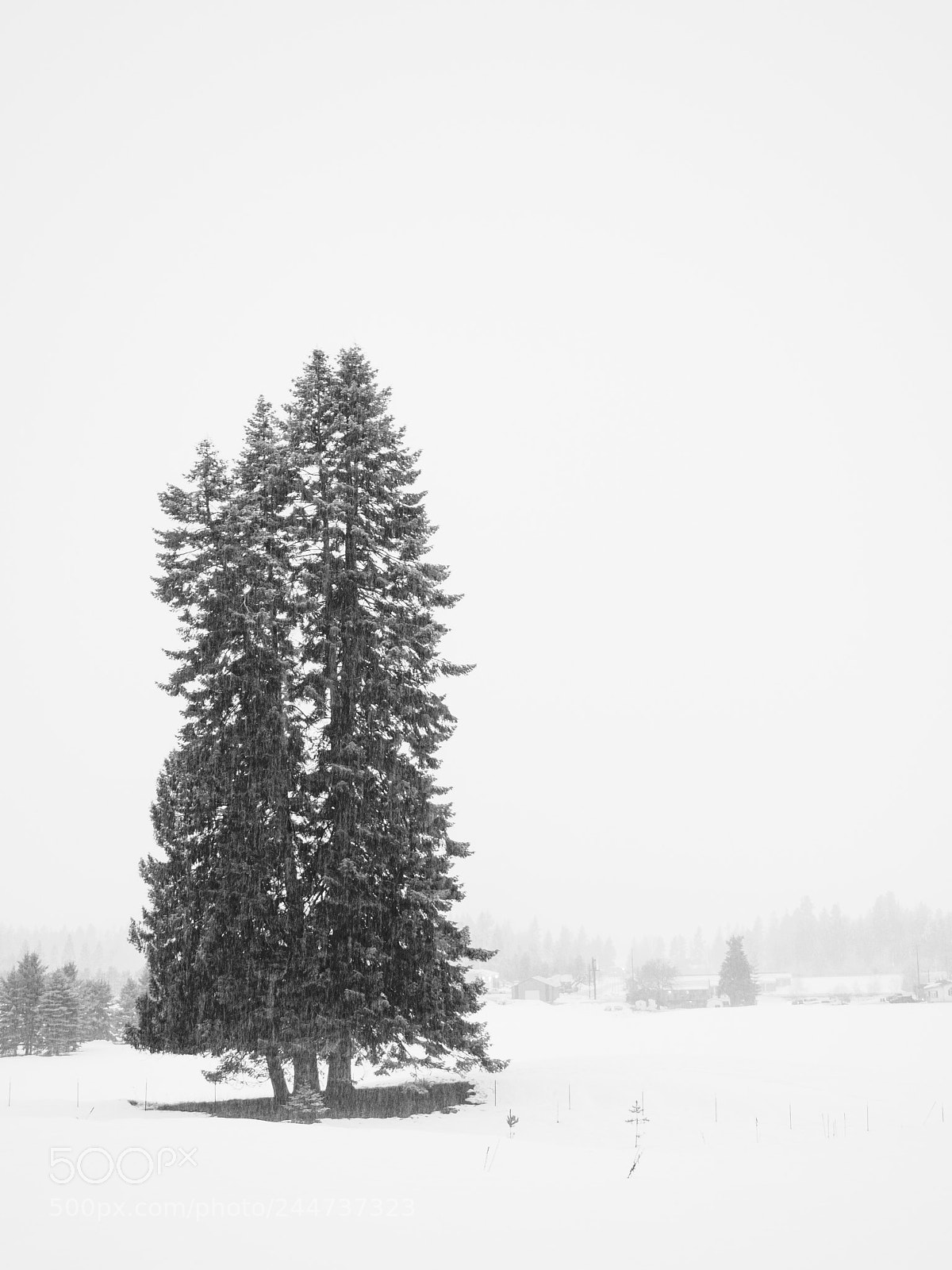 Olympus OM-D E-M5 II sample photo. Sentinel in snow photography