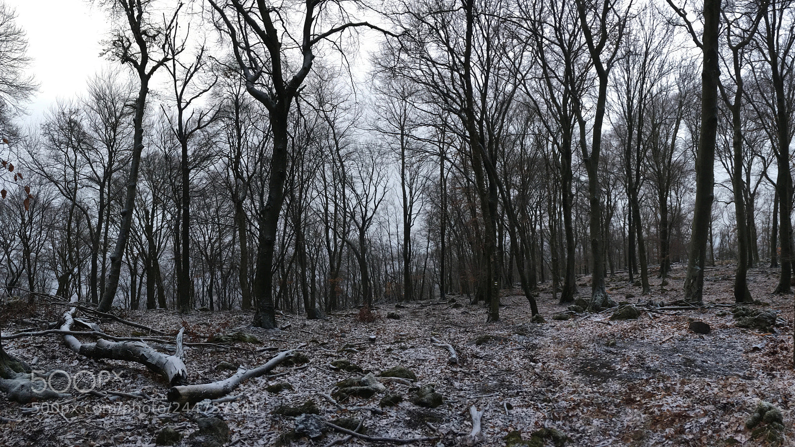 Apple iPhone SE sample photo. Forest photography