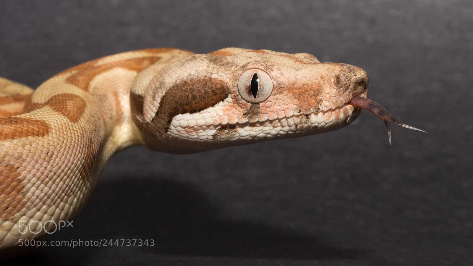 Nikon D7100 sample photo. Speckled tongue photography