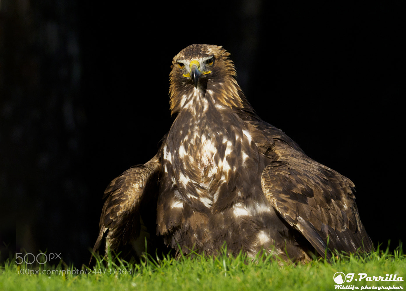 Olympus OM-D E-M1 Mark II sample photo. Golden eagle photography