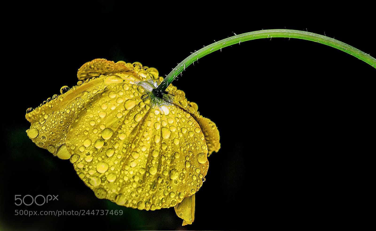 Canon EOS 650D (EOS Rebel T4i / EOS Kiss X6i) sample photo. Welsh poppy photography