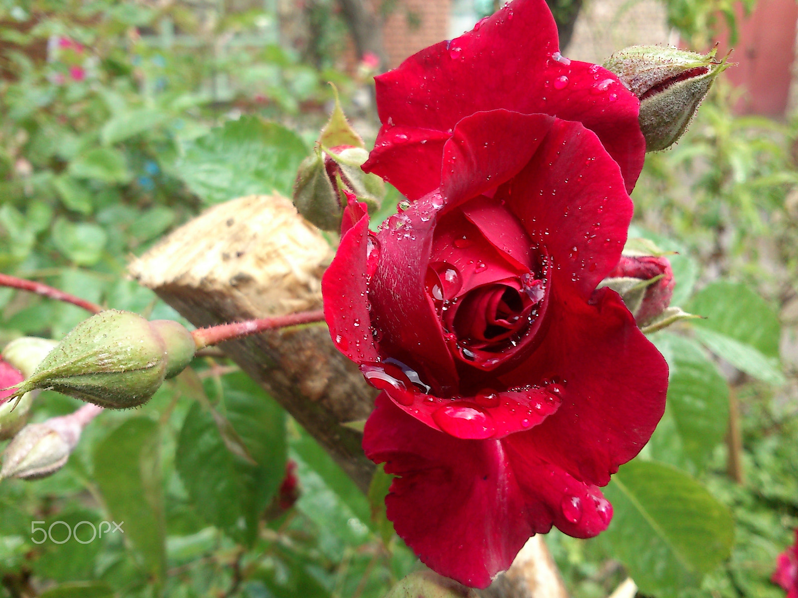 Sony Ericsson Xperia neo V sample photo. Rose photography