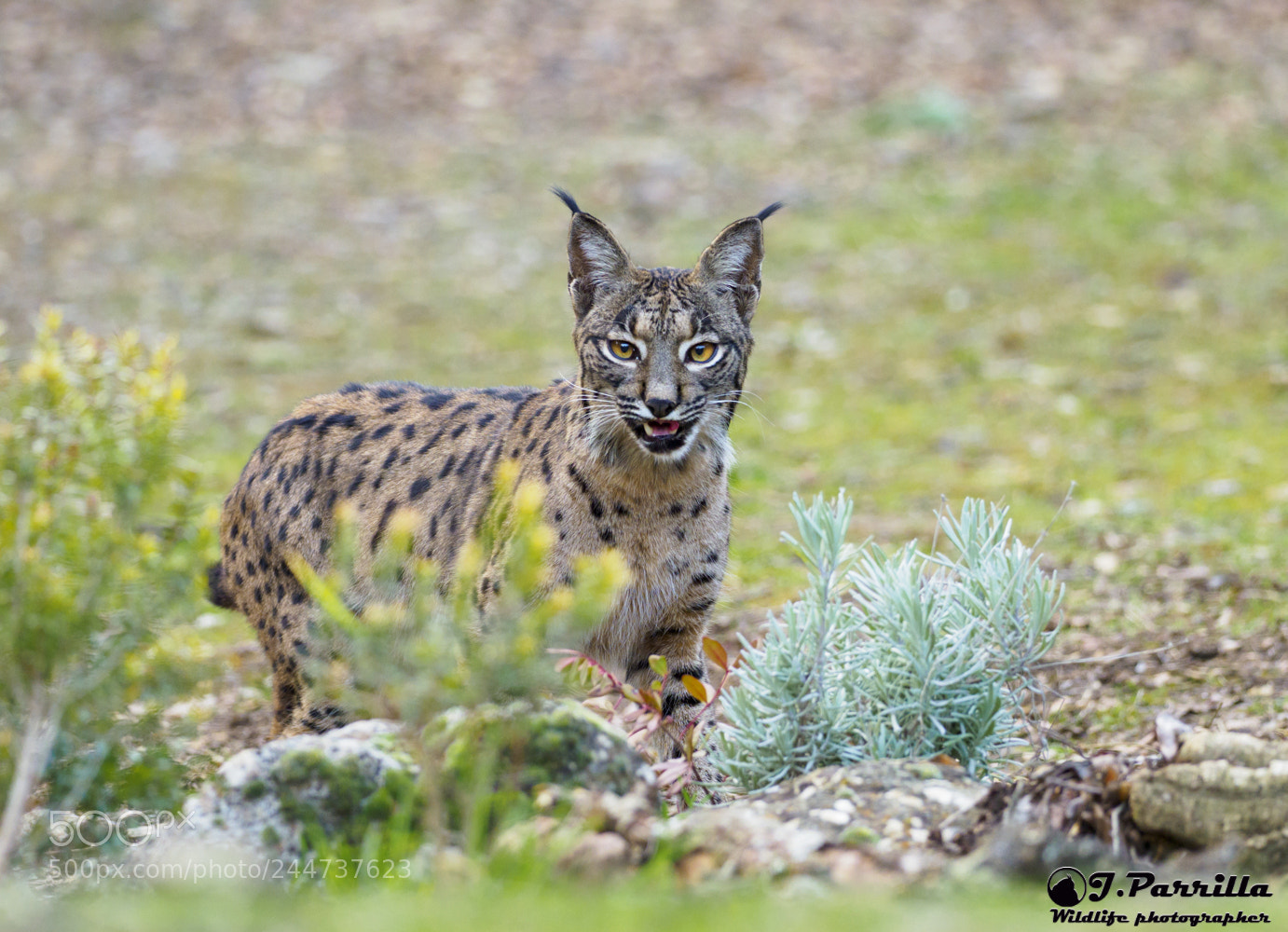 Olympus OM-D E-M1 Mark II sample photo. Lince ibérico photography