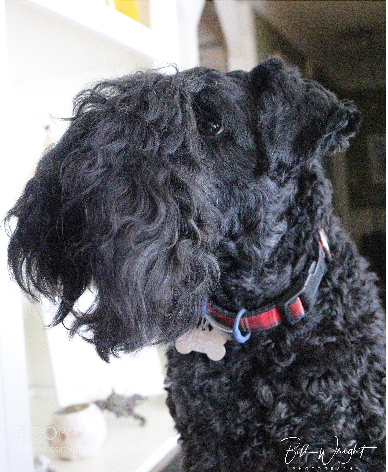 Canon EOS 750D (EOS Rebel T6i / EOS Kiss X8i) sample photo. My companion, jazz, a photography