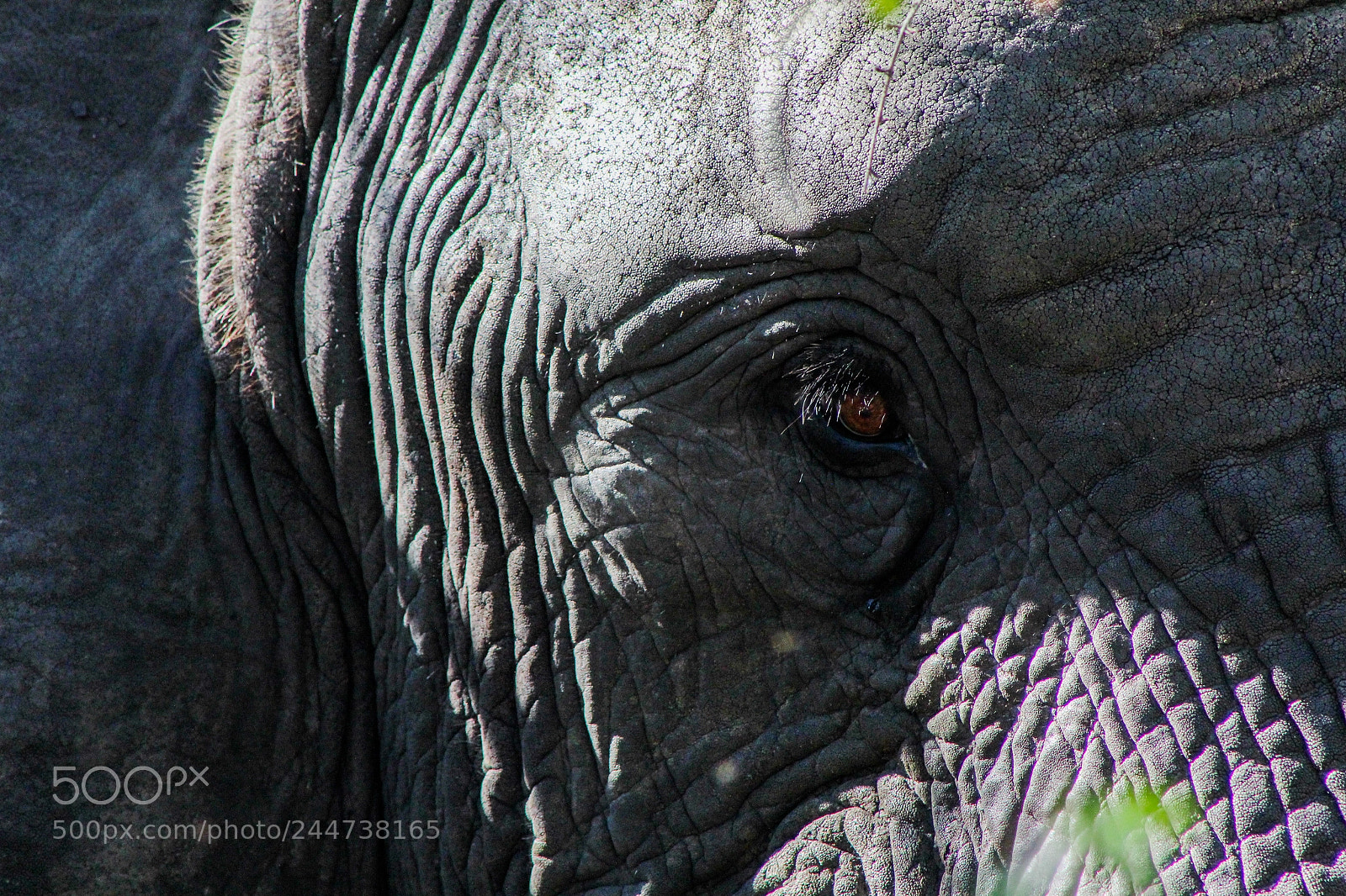 Canon EOS 600D (Rebel EOS T3i / EOS Kiss X5) sample photo. { wildlife } elephant crop photography