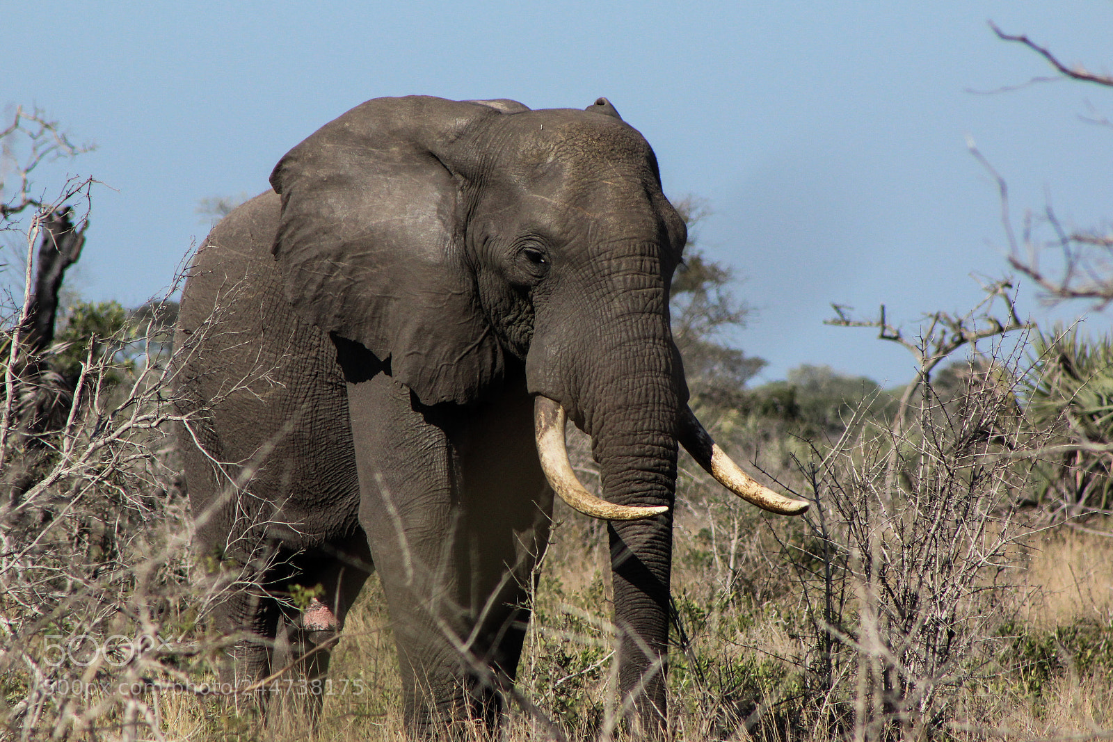 Canon EOS 600D (Rebel EOS T3i / EOS Kiss X5) sample photo. { wildlife } the chef bull photography