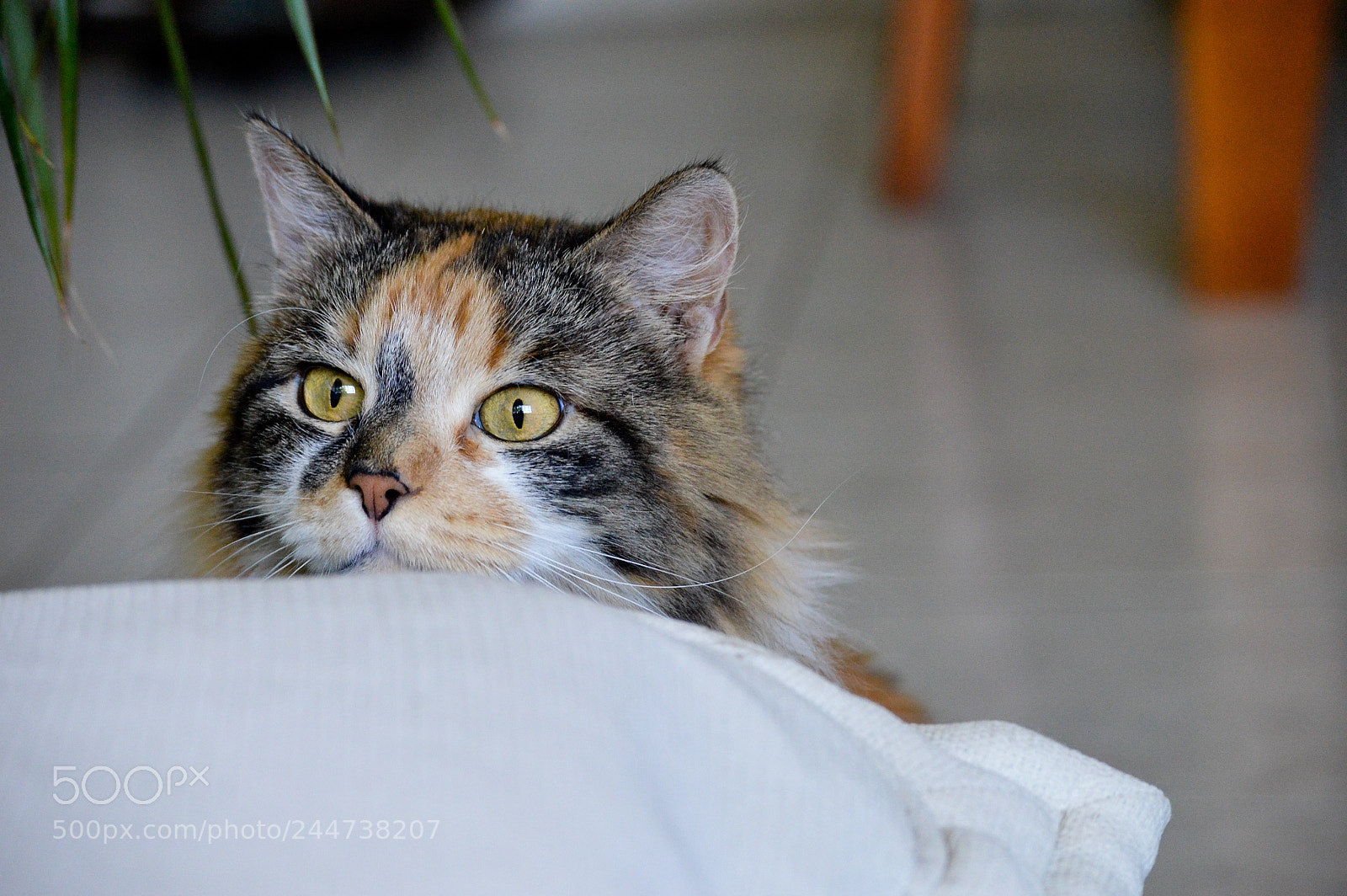 Nikon D3200 sample photo. Gatita, vecina photography
