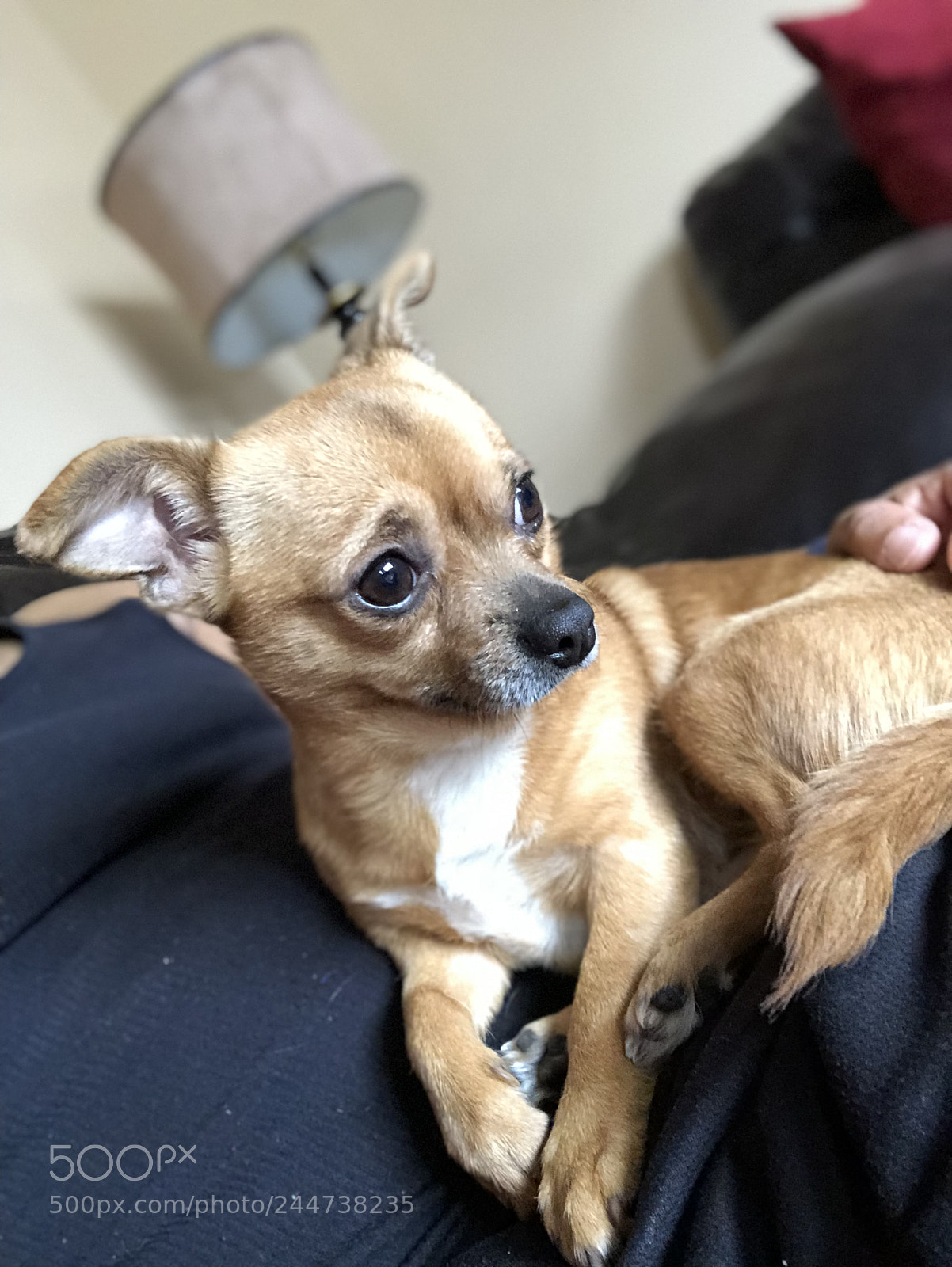 Apple iPhone X sample photo. The dog photography