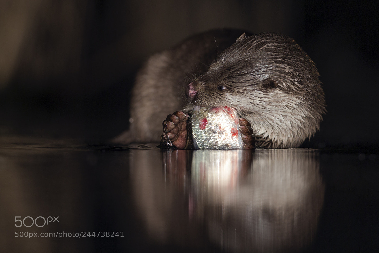 Canon EOS-1D X sample photo. Otter photography