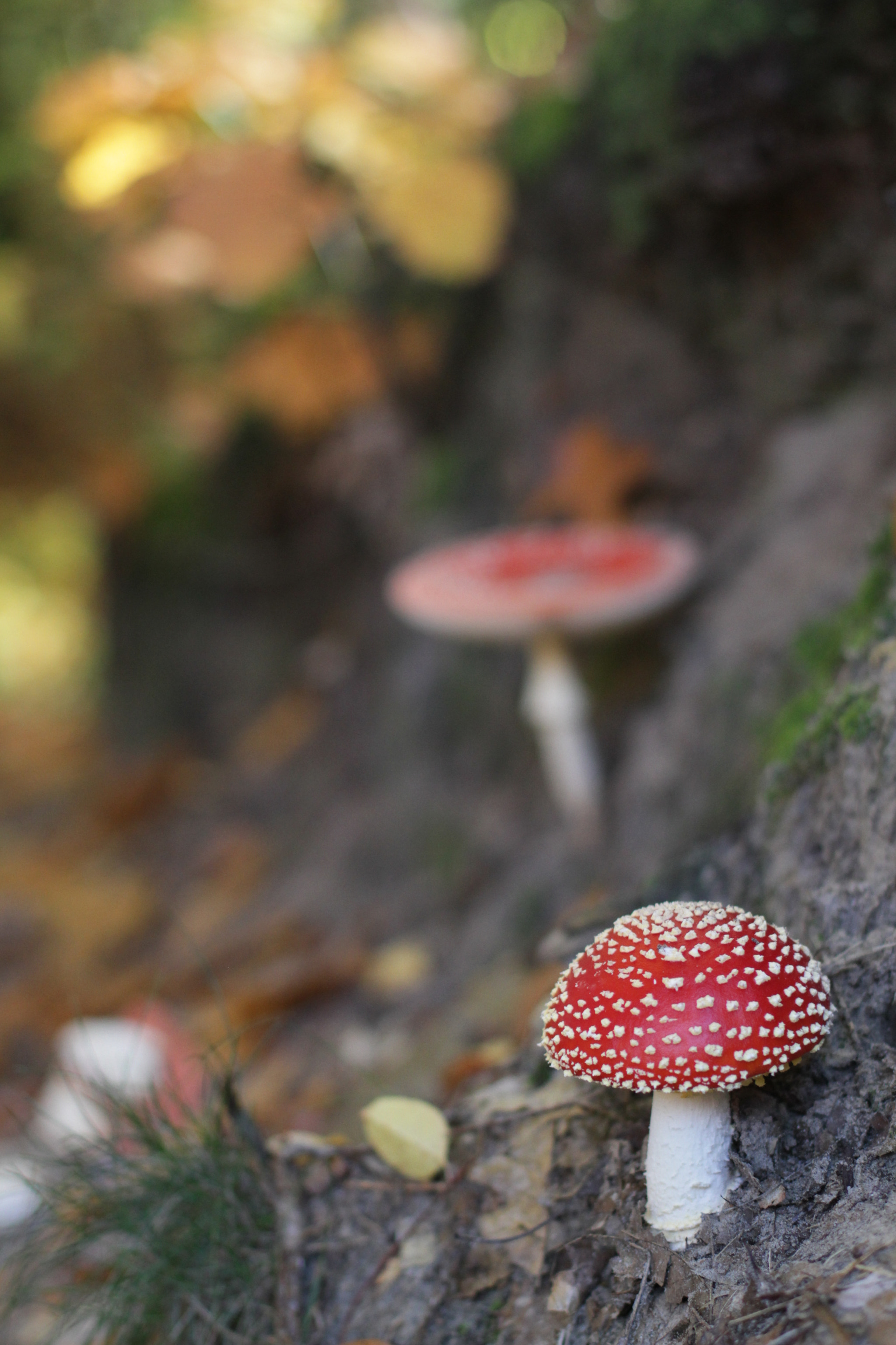 Canon EOS 7D + Canon EF 50mm F1.4 USM sample photo
