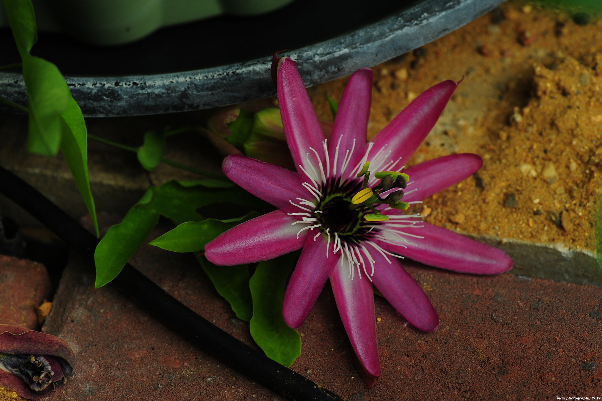 Nikon D700 sample photo. Passiflora 'victoria' photography