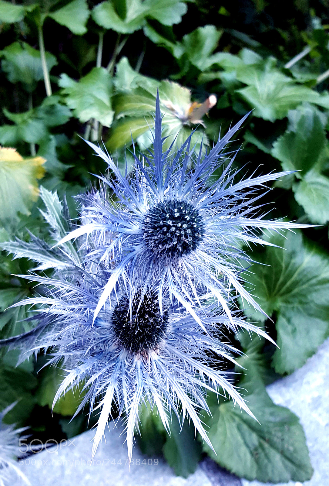 Samsung Galaxy S6 sample photo. Chardons bleus photography