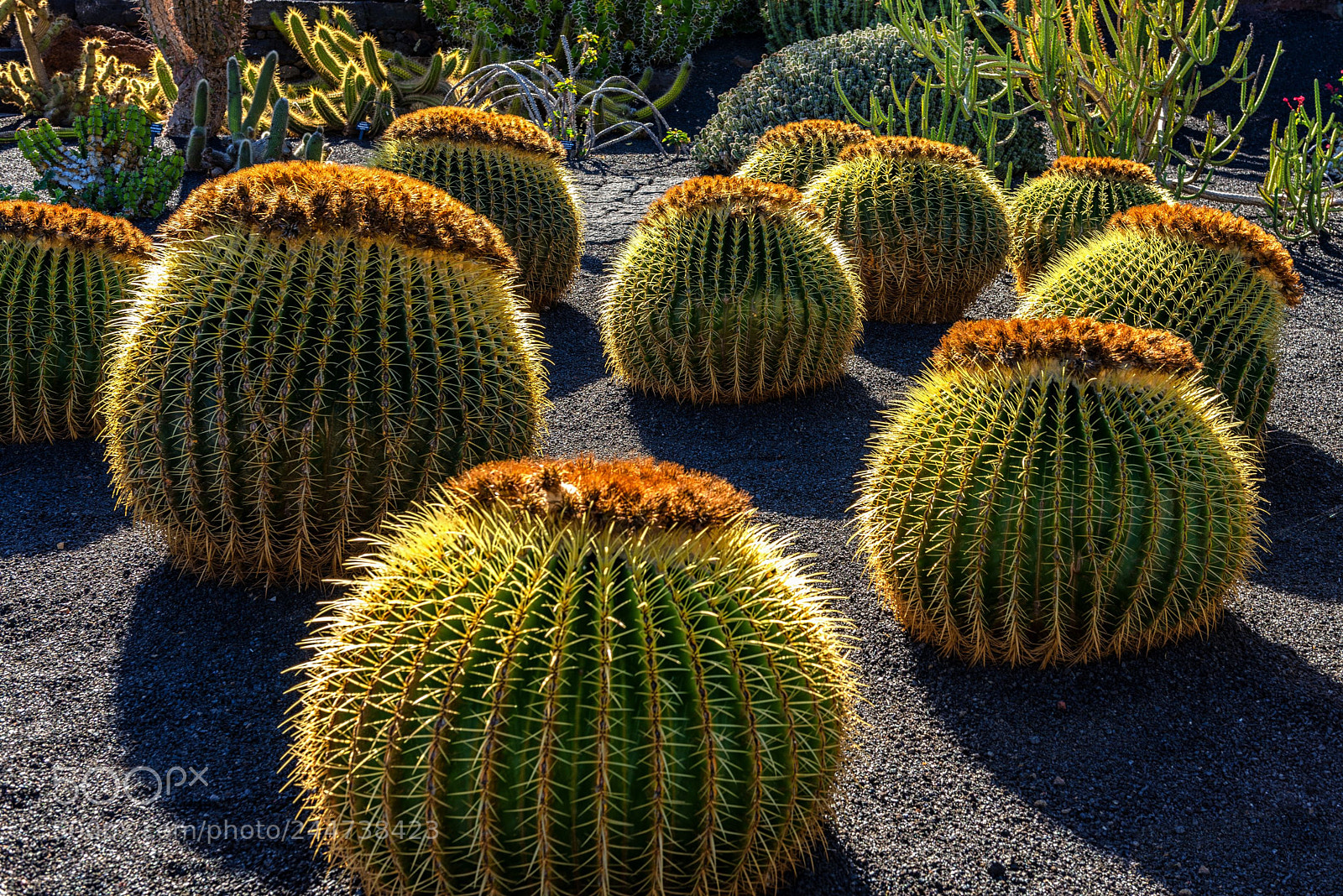 Nikon D800 sample photo. Spiny balls ii photography