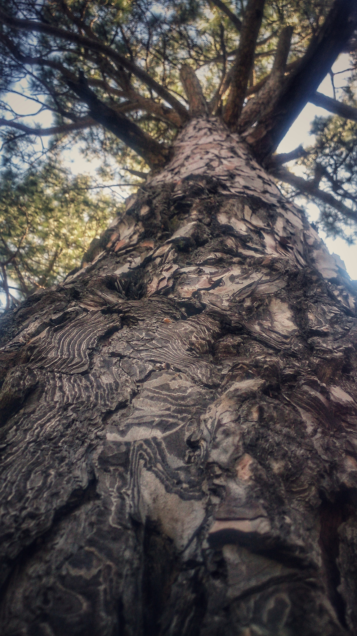 Sony Xperia Z sample photo. Up above photography