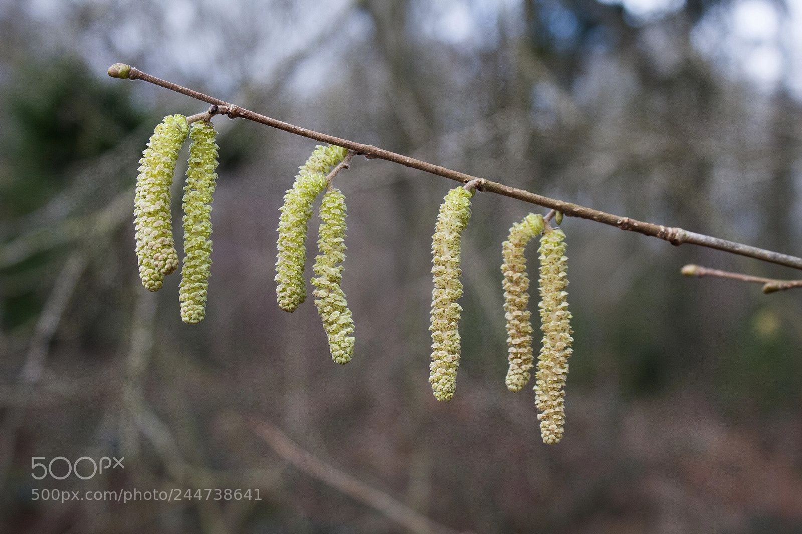 Canon EOS 40D sample photo. Spring is in the photography