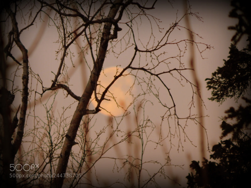 Nikon Coolpix L830 sample photo. Late morning moon view photography