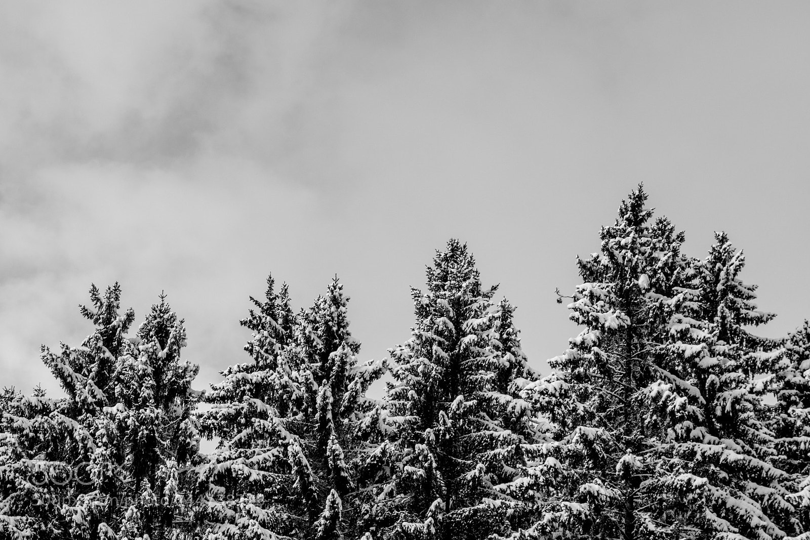Nikon D7500 sample photo. Monochrome blizzard photography