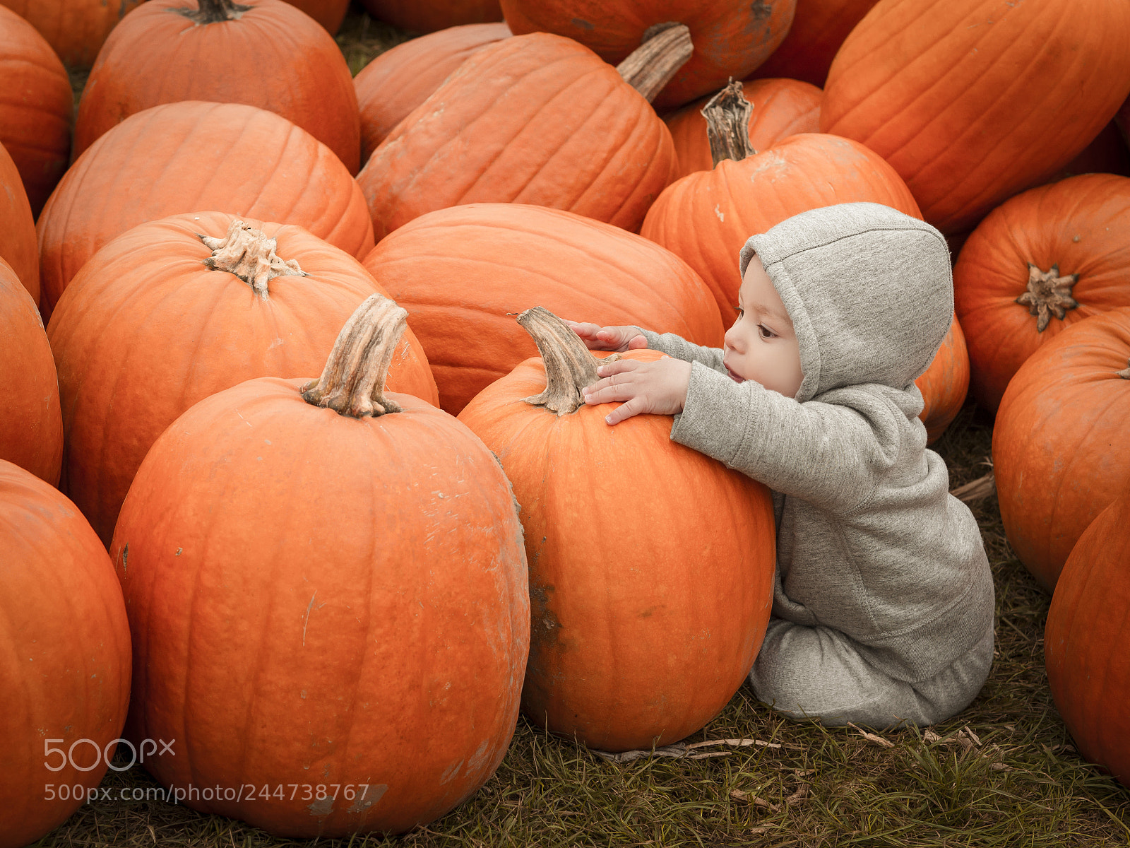 Olympus OM-D E-M10 sample photo. Pumpkin time photography