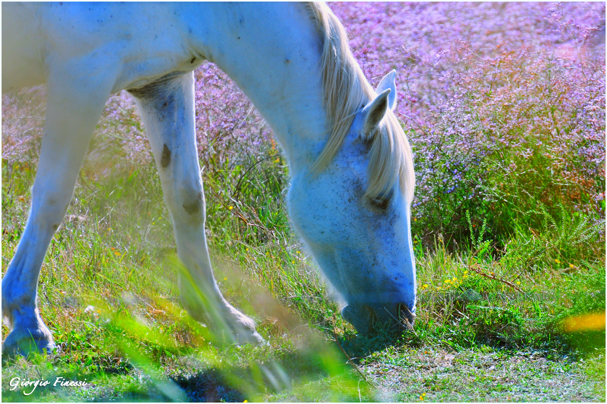 Nikon D300 sample photo. Camargue photography