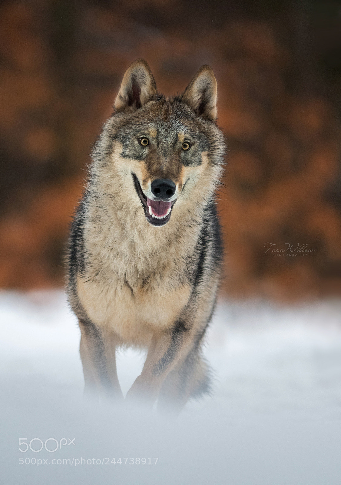 Nikon D500 sample photo. Forest prince in snow. photography