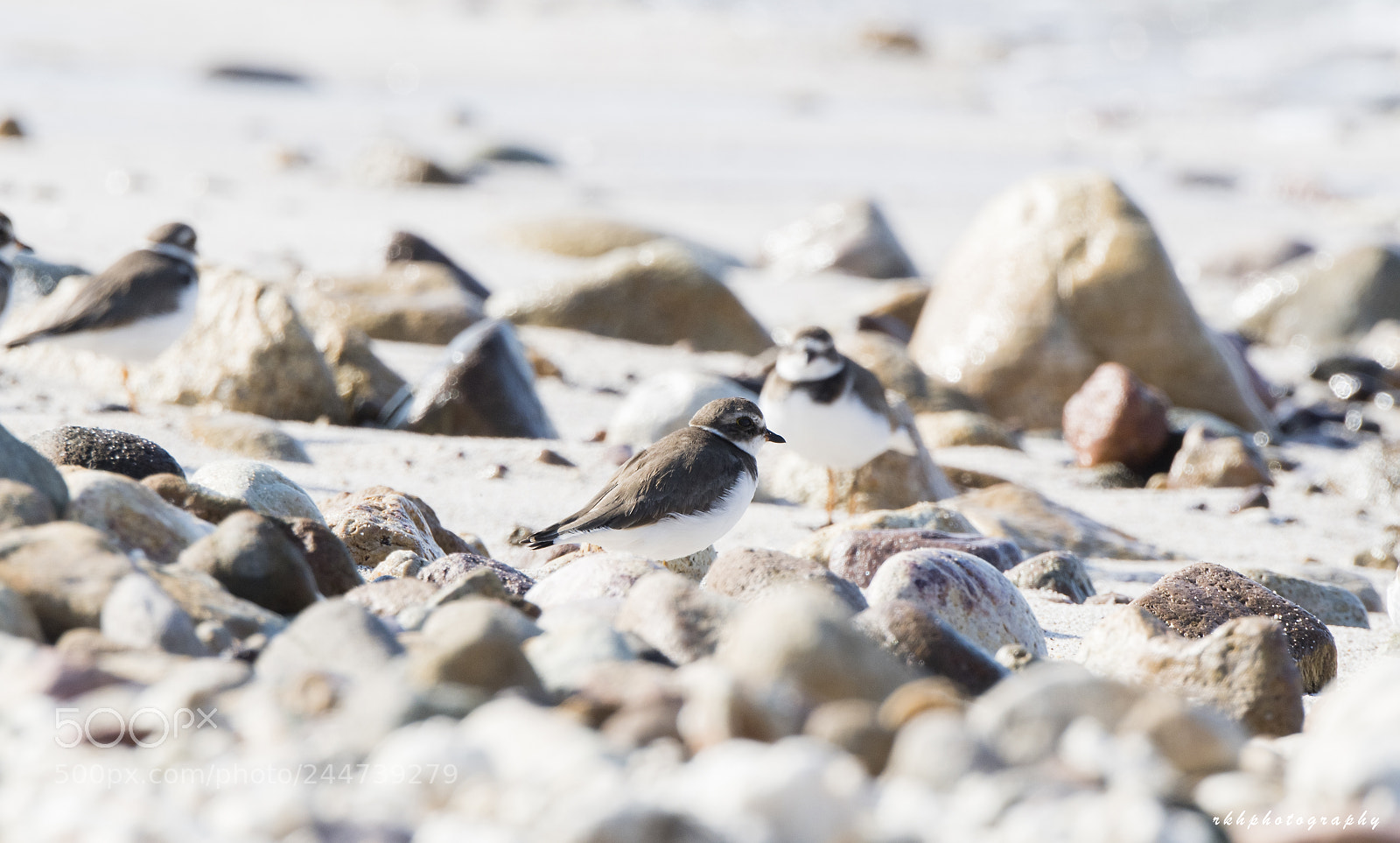 Nikon D500 sample photo. Semipalmated plover photography