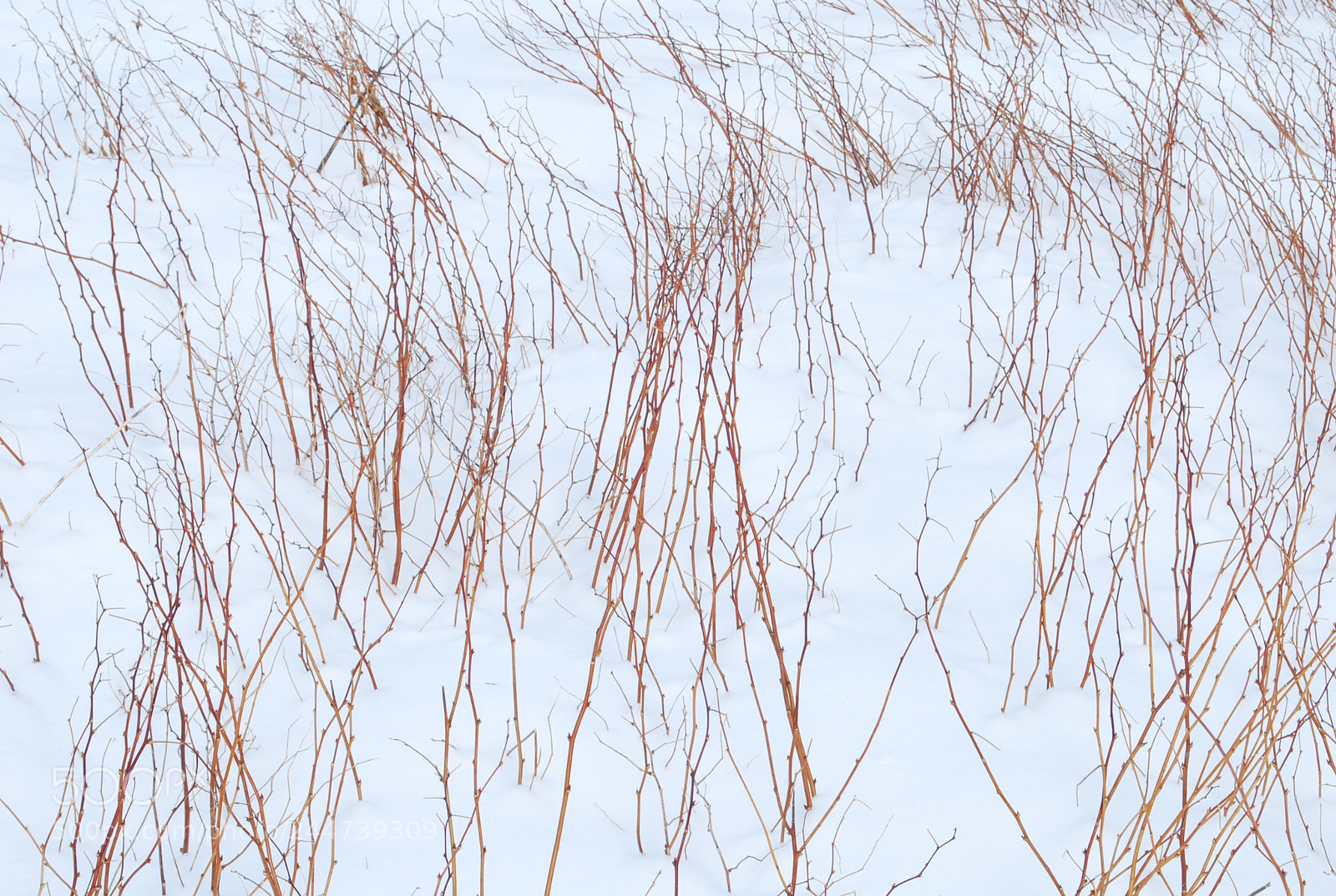 Nikon D60 sample photo. Shredded wheat cereal in photography