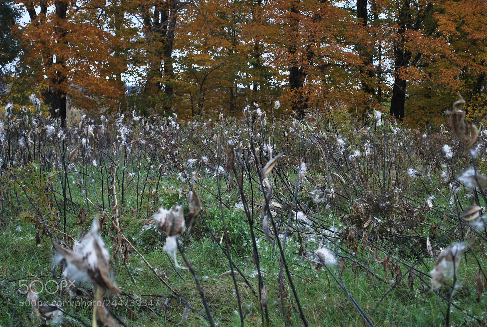 Nikon D60 sample photo. Bad  hair  day photography