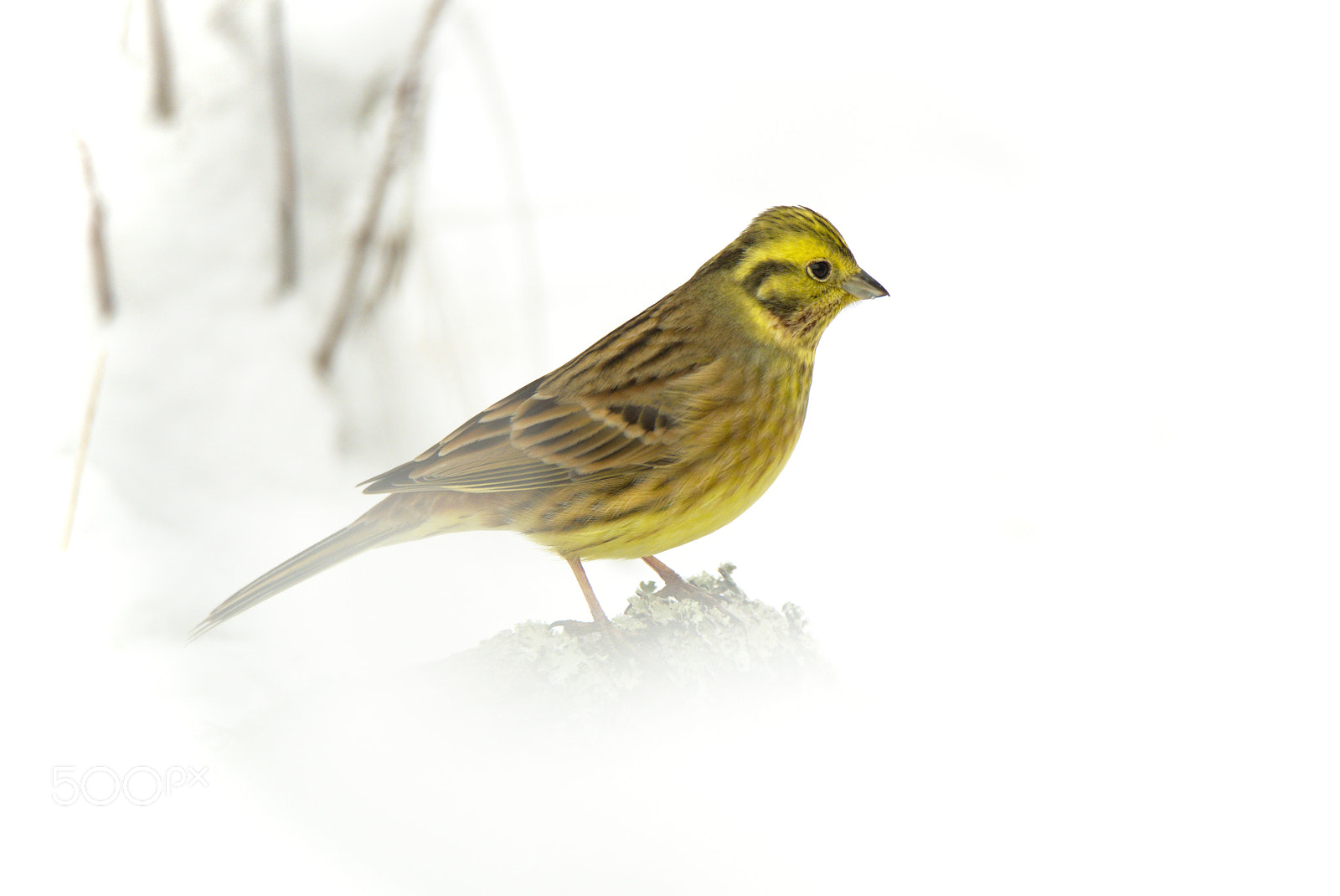 Nikon D810 sample photo. Soft bird photography