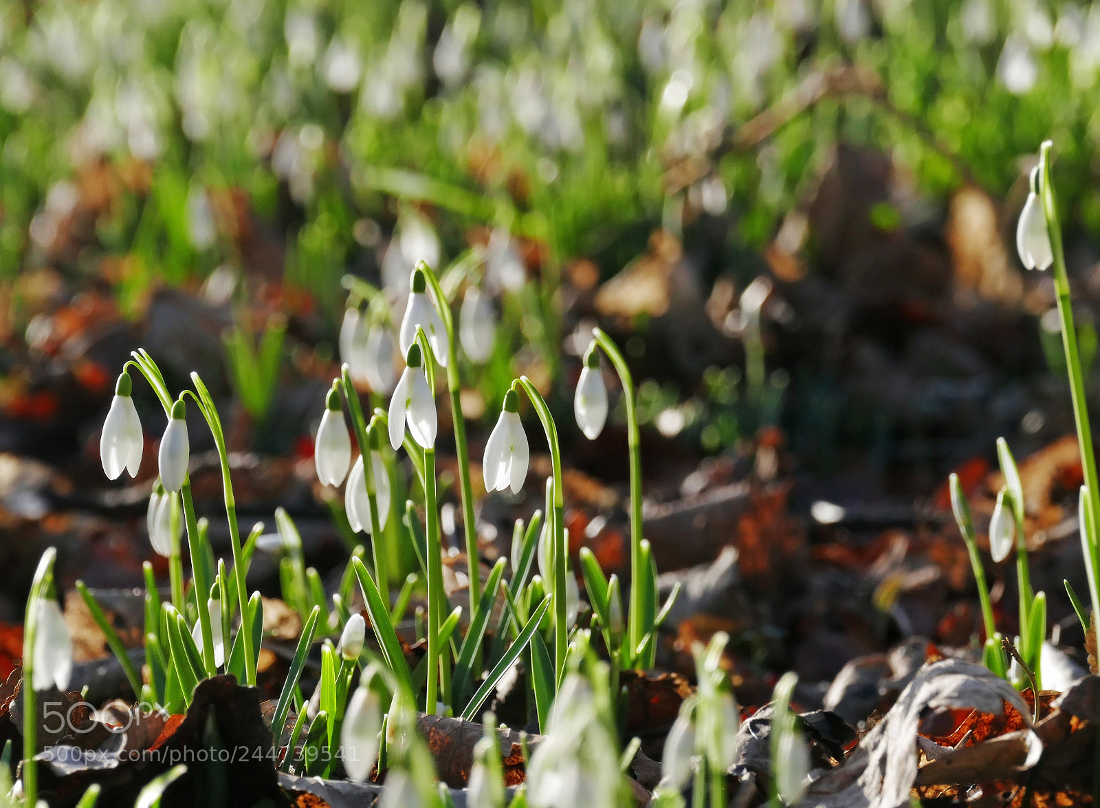 Panasonic Lumix DMC-FZ1000 sample photo. Snowdrops photography