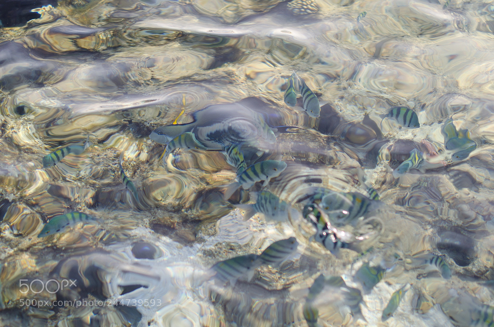 Nikon D5100 sample photo. Fish photography