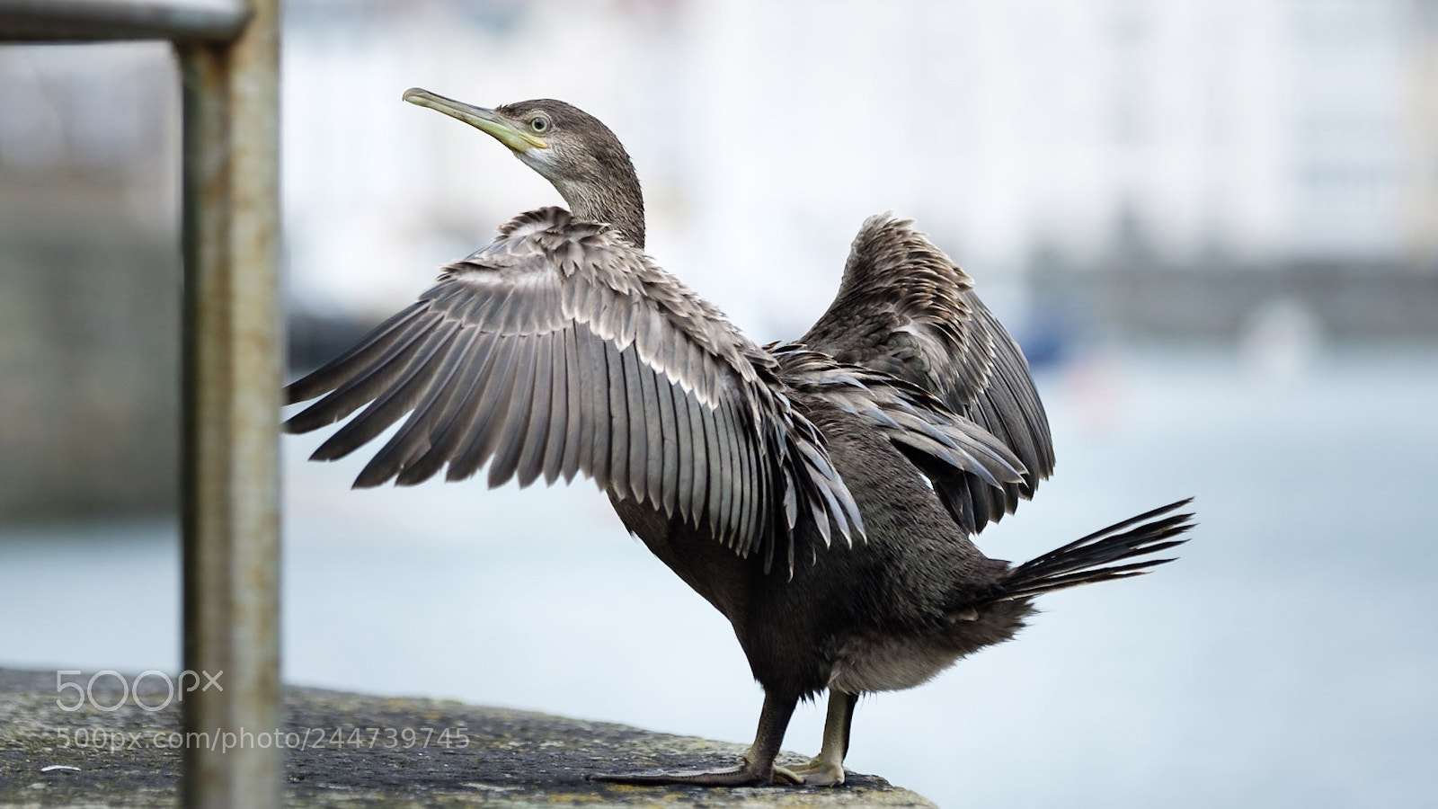 Fujifilm X-T2 sample photo. Cormorant photography