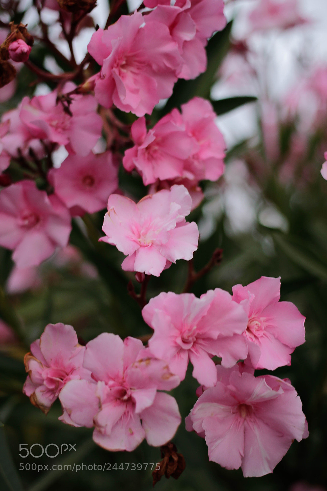 Canon EOS 600D (Rebel EOS T3i / EOS Kiss X5) sample photo. Asteroideph photography