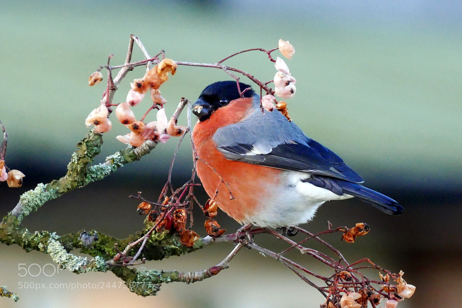 Panasonic Lumix DMC-FZ1000 sample photo. Bullfinch photography
