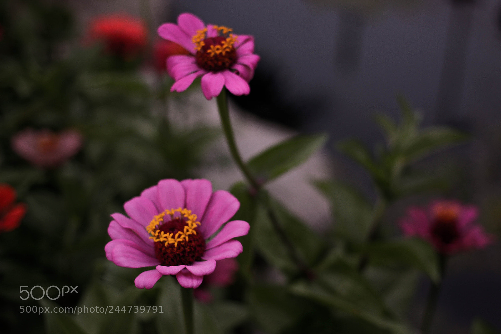 Canon EOS 600D (Rebel EOS T3i / EOS Kiss X5) sample photo. Asteroideph cordoba photography