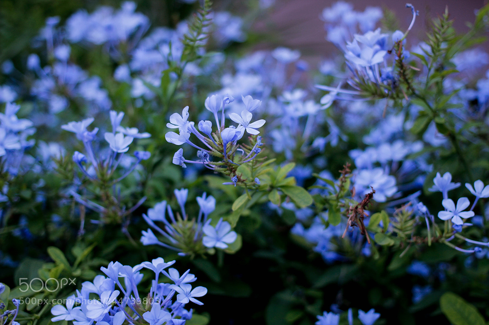 Canon EOS 600D (Rebel EOS T3i / EOS Kiss X5) sample photo. Asteroideph cordoba photography