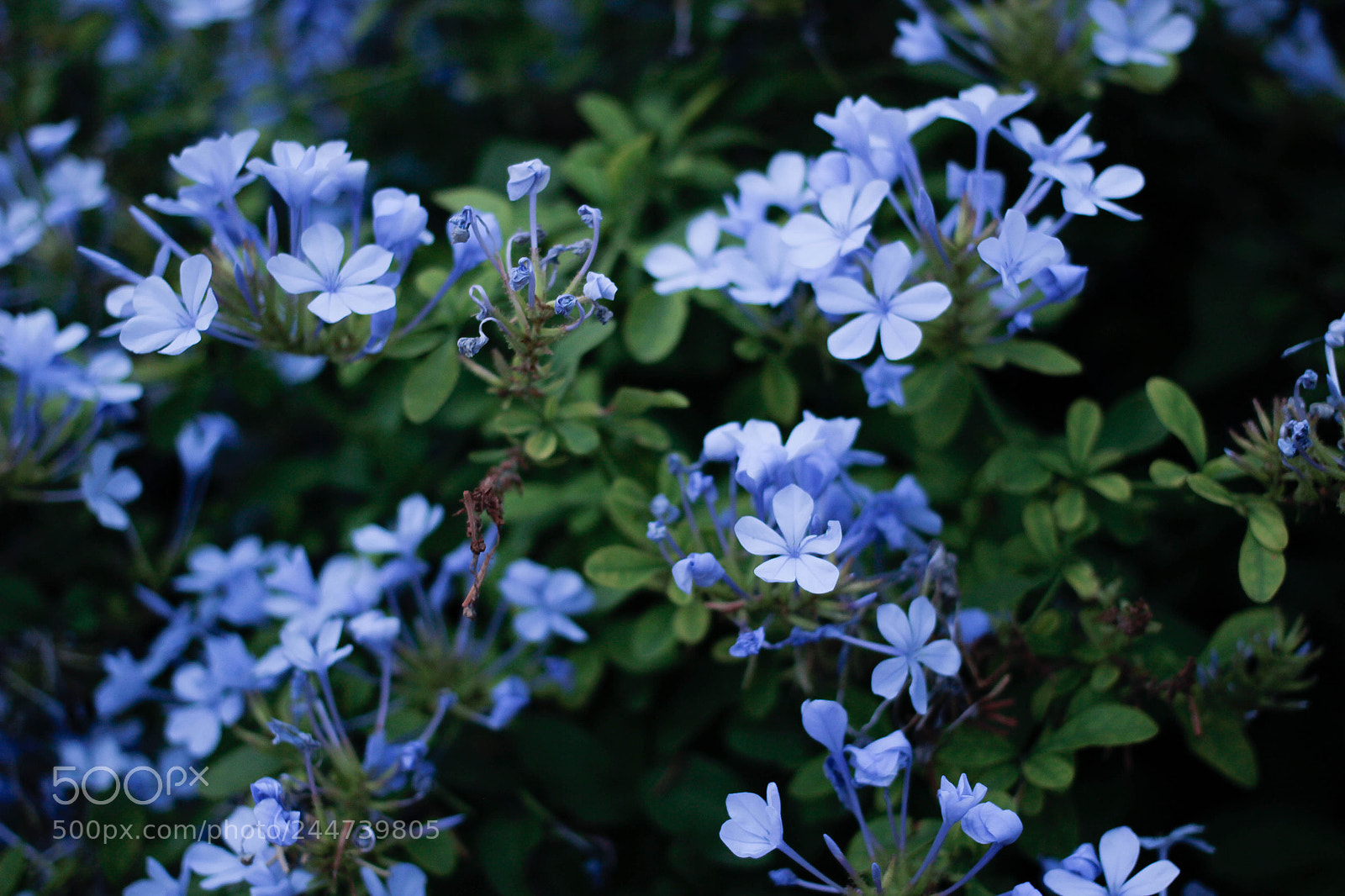 Canon EOS 600D (Rebel EOS T3i / EOS Kiss X5) sample photo. Asteroideph cordoba photography