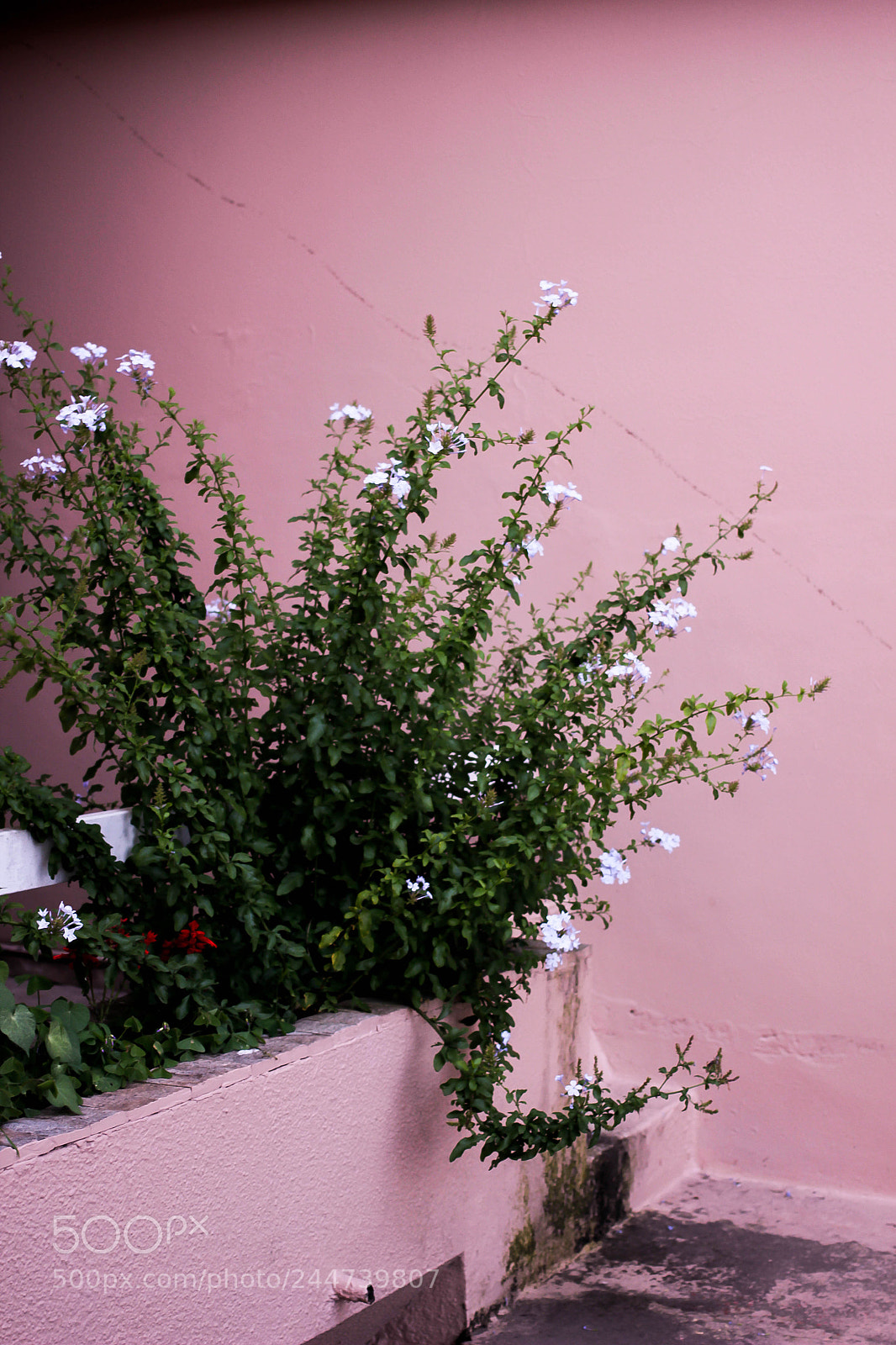 Canon EOS 600D (Rebel EOS T3i / EOS Kiss X5) sample photo. Asteroideph photography