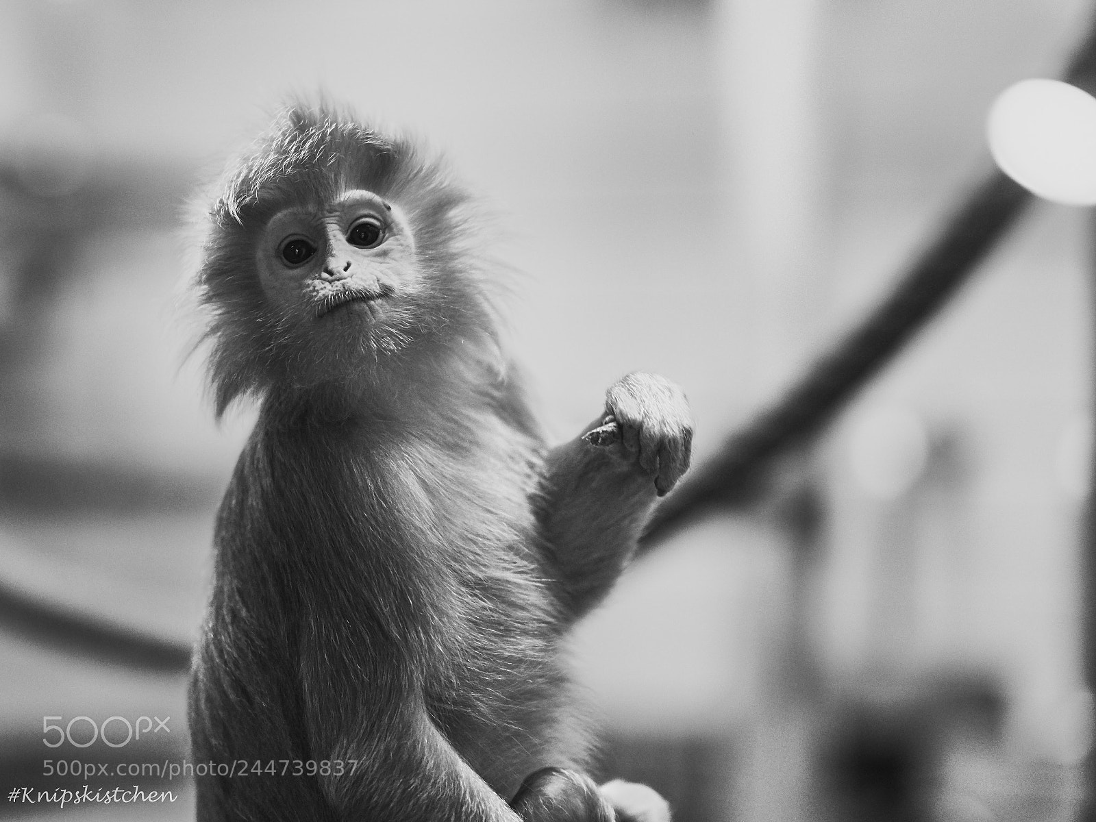 Sony a7R III sample photo. Almost human photography