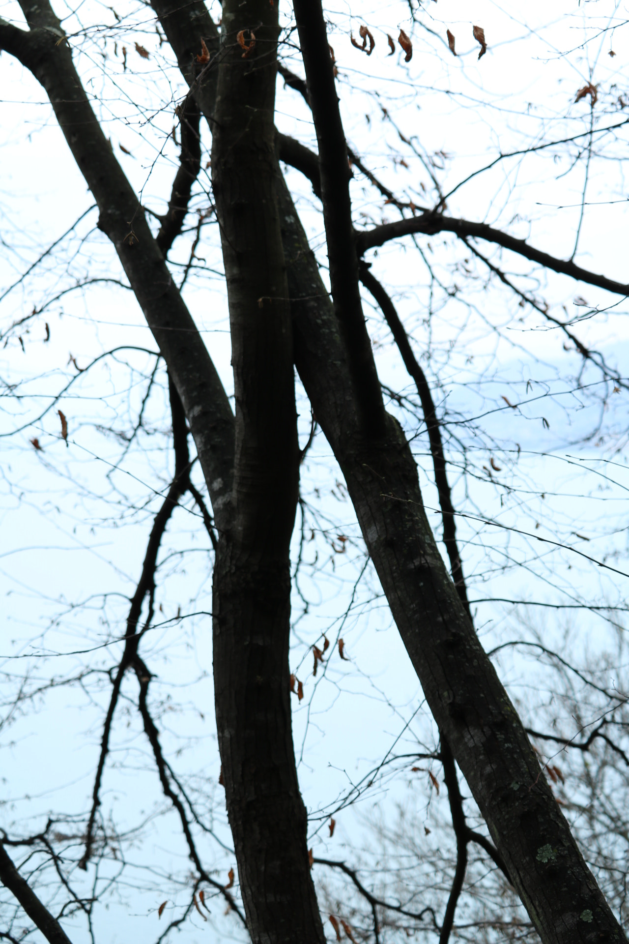 Canon EF-S 55-250mm F4-5.6 IS STM sample photo. Arbre magiqur photography