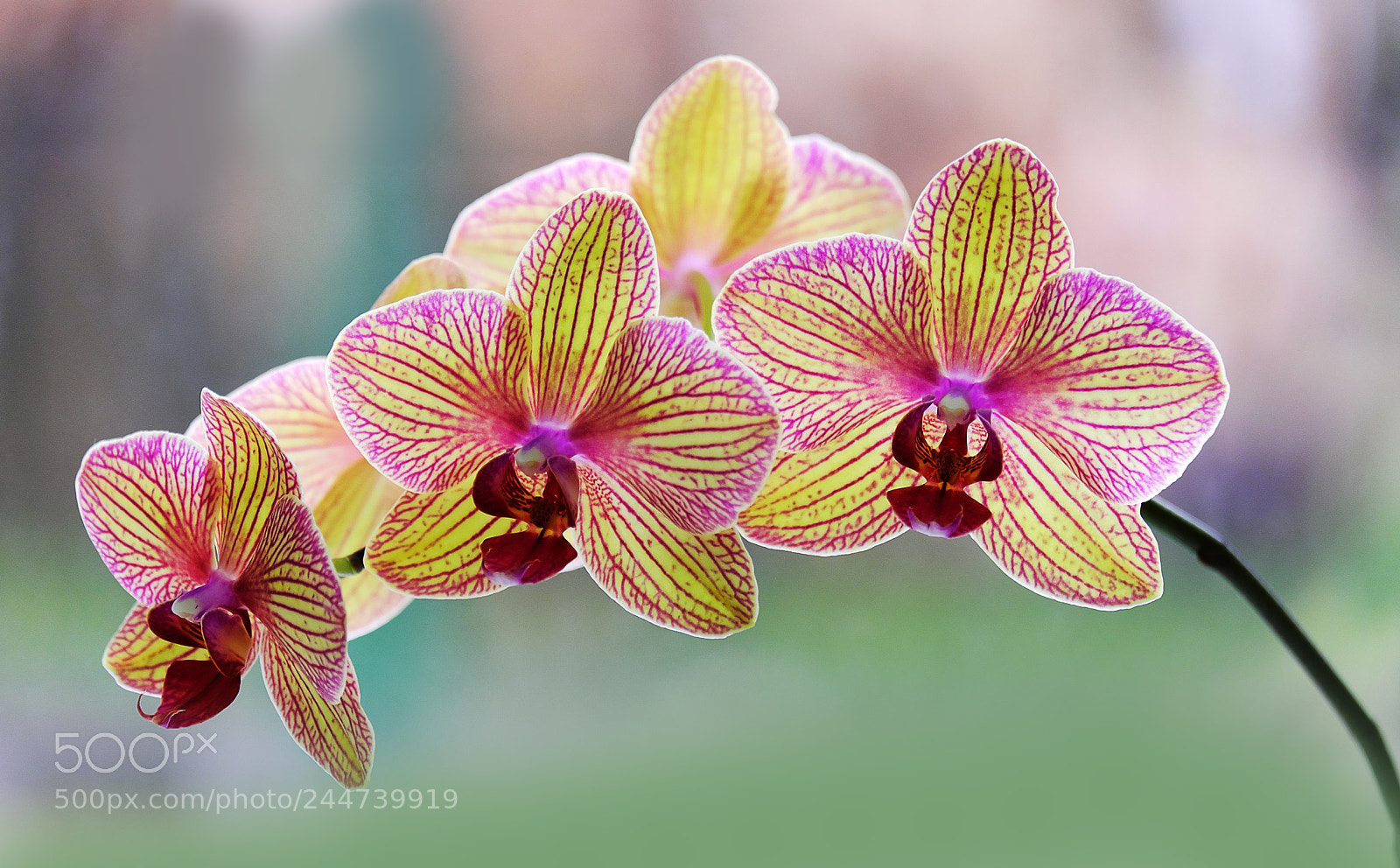 Fujifilm X-T20 sample photo. Blossoming orchid photography