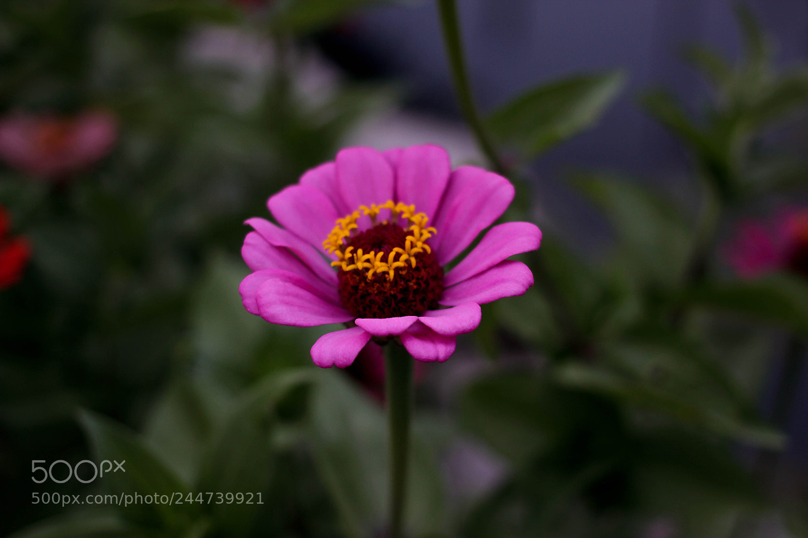 Canon EOS 600D (Rebel EOS T3i / EOS Kiss X5) sample photo. Asteroideph photography