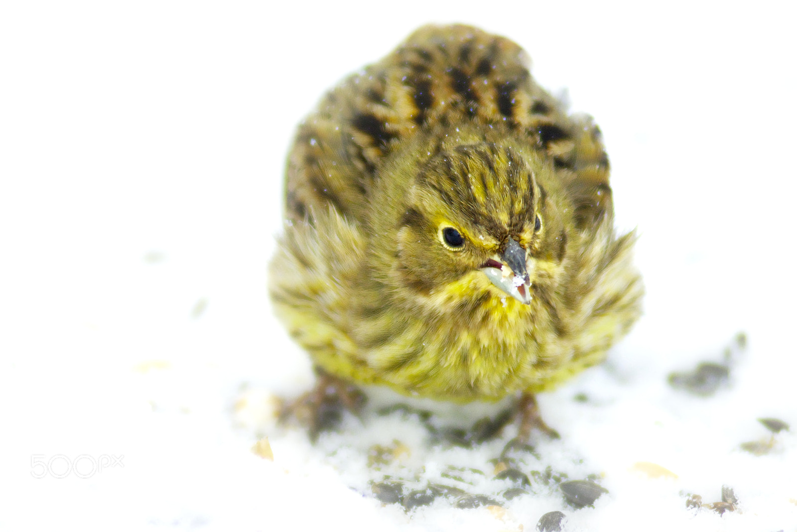 Nikon AF-Nikkor 80-200mm F2.8D ED sample photo. Softbird (front) photography