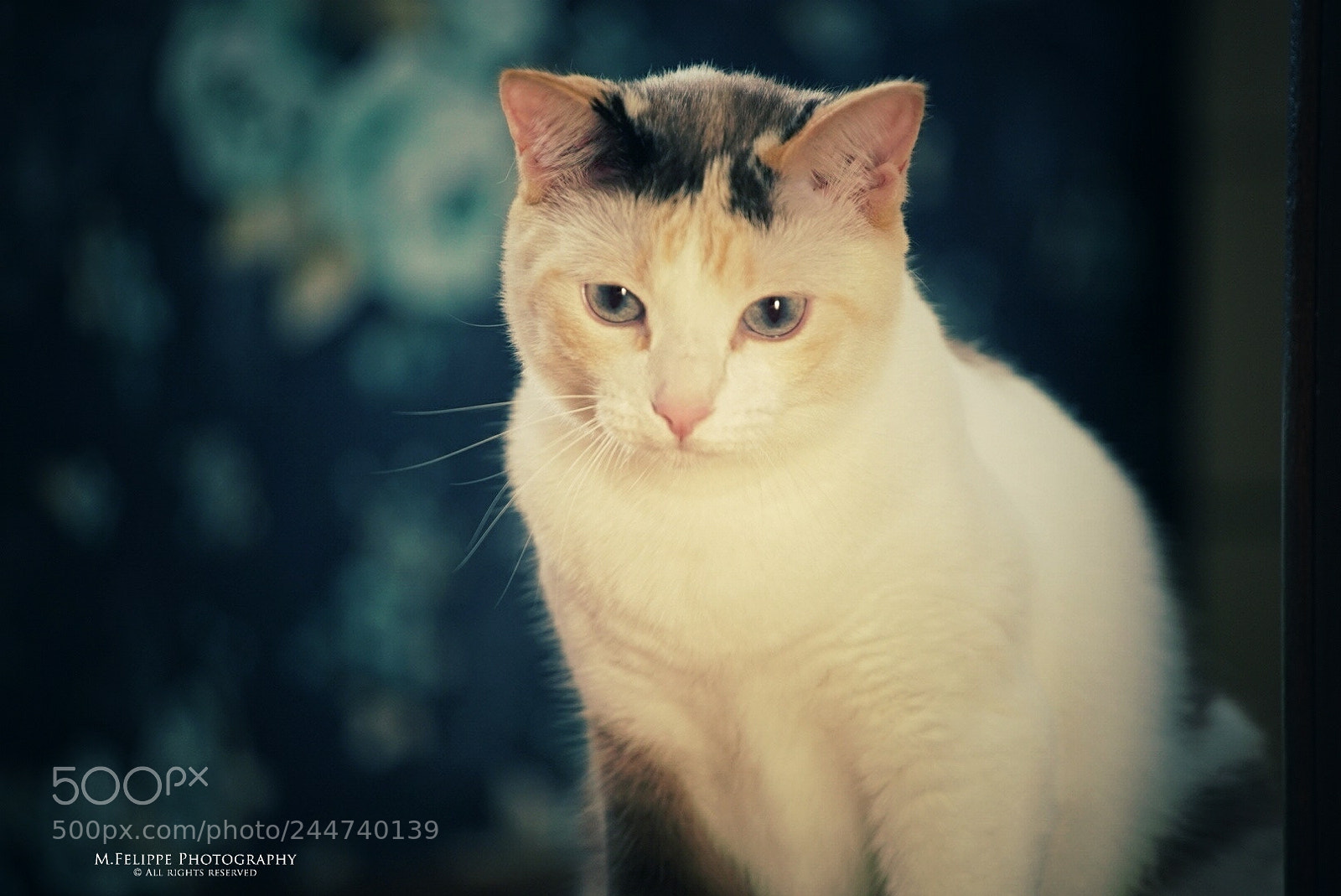 Sony a7S II sample photo. Belinha #1 photography