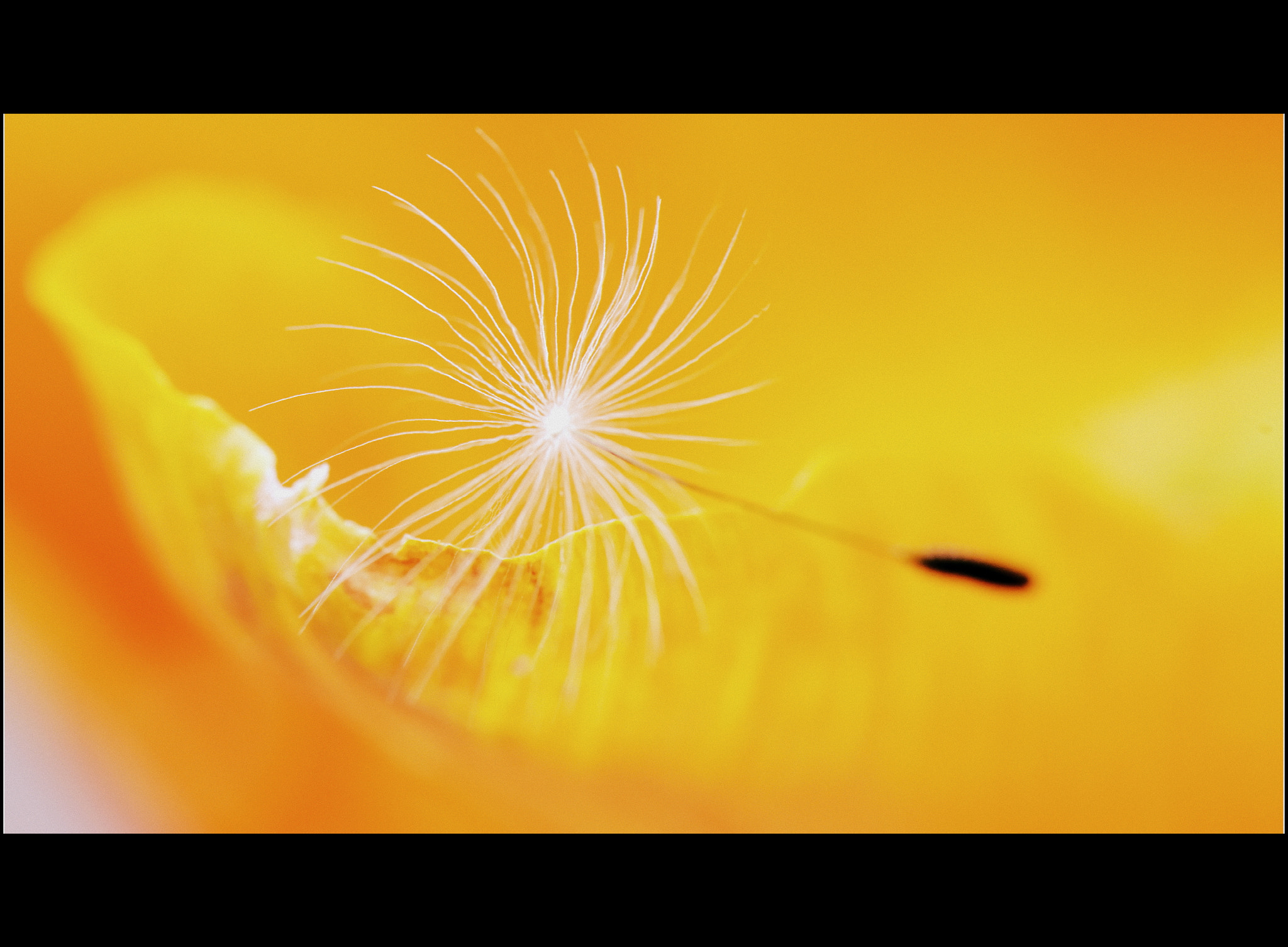 Nikon AF-S Micro-Nikkor 105mm F2.8G IF-ED VR sample photo. Bald fliegen sie wieder photography