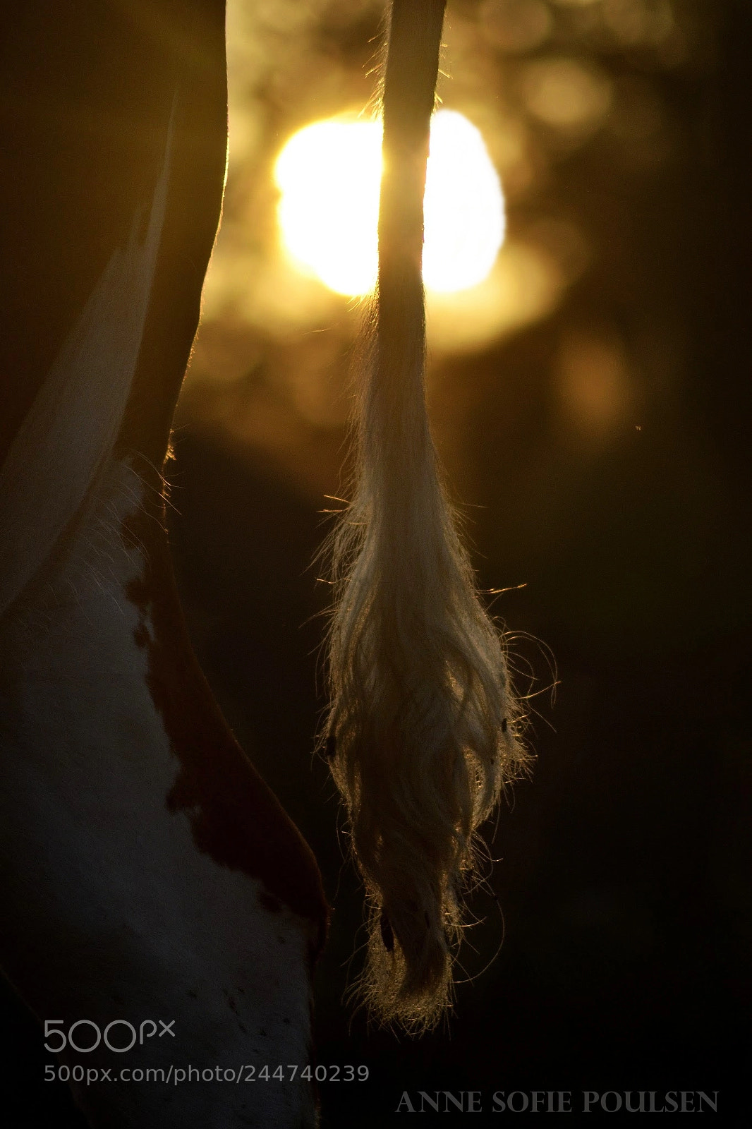 Nikon D3100 sample photo. Cow tail photography