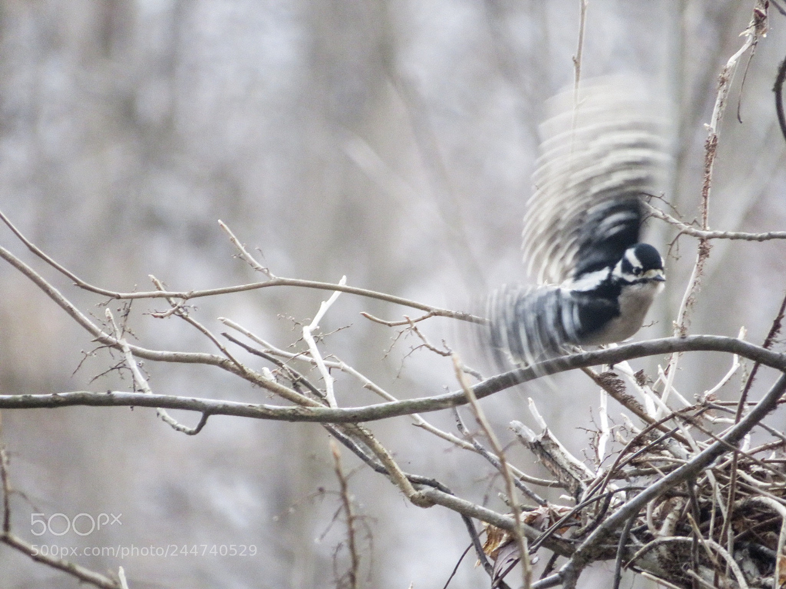 Canon PowerShot SX540 HS sample photo. Is this a bad photography