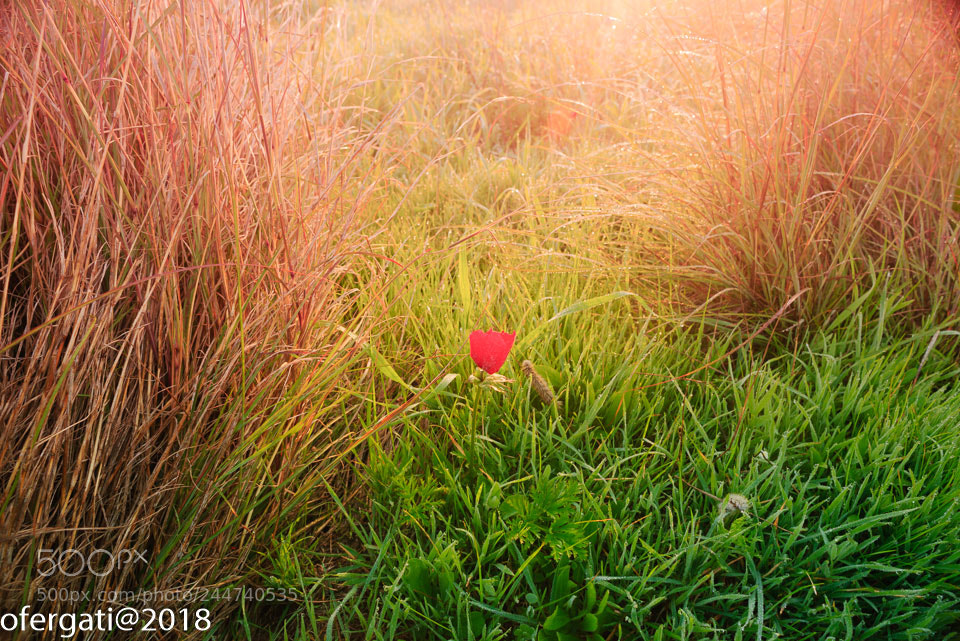 Nikon D800 sample photo. Untitled photography