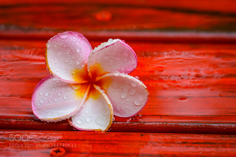 Nikon D7200 sample photo. After rainfall photography