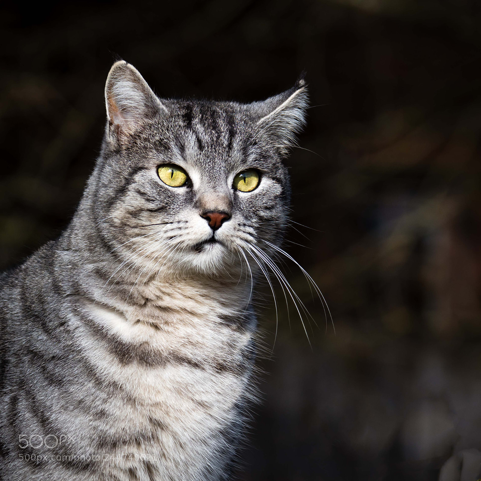 Olympus OM-D E-M1 Mark II sample photo. Olympus digital camera photography
