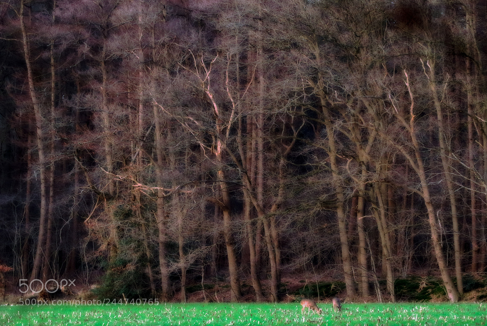 Canon EOS 7D Mark II sample photo. Roe deer on winter photography
